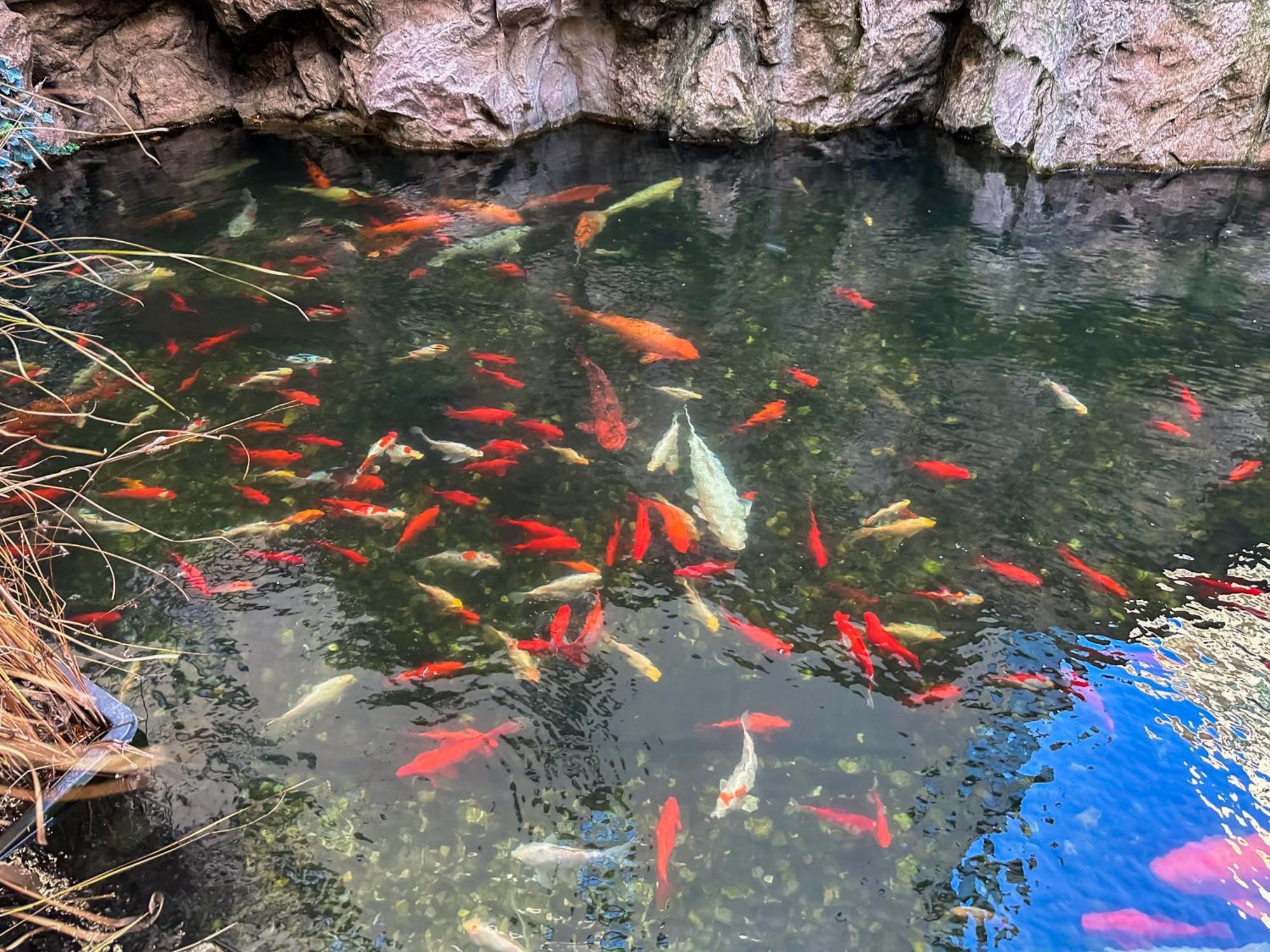 Garden Apartment - Herastrau Park 3Min Walk บูคาเรสต์ ภายนอก รูปภาพ